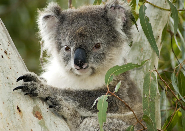 Hanson Bay Wildlife Sanctuary